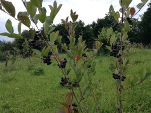 Aronia ‘Elixirul vietii’ din America de Nord si Asia plantata pe dealul bunicilor din Tarcau.